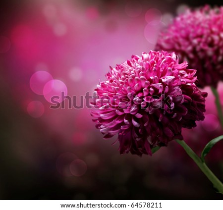 Similar – Image, Stock Photo Dark red dahlia flower on canvas background