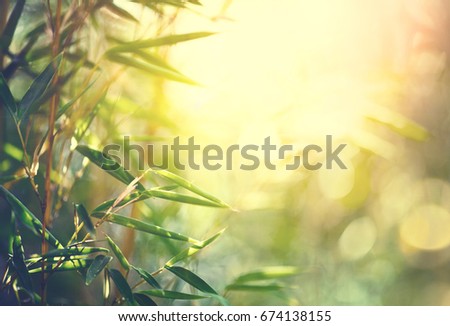 Bamboo Bamboos