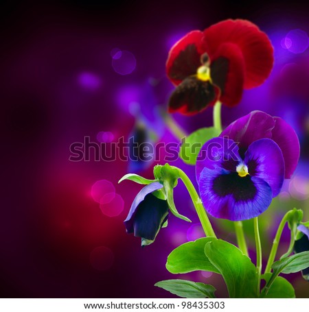 Spring Flowers Pansy over Black