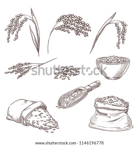 Rice cereal spikelets, grain in sack and porridge in bowl. Vector sketch illustration. Hand drawn isolated design elements. Сток-фото © 