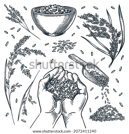 Human hands hold rice cereal grain. Rice spikelets isolated on white background. Hand drawn sketch vector illustration. Set of food design elements