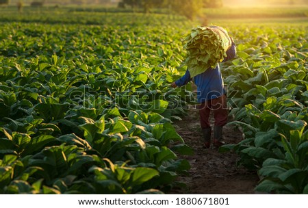 Agriculture carrying the harvest of tobacco leaves in the harvest season.farmer collect tobacco leaves.Farmers were growing tobacco in converted tobacco growing in thecountry thailand Vietnam