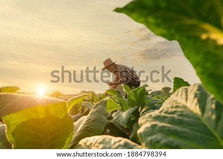 Similar – Image, Stock Photo Crop man harvesting green lettuce on farm