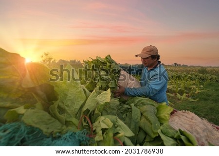 Tobacco leaf harvesting season, Tobacco farmers in tobacco fields are harvesting green tobacco leaves, cutting and slicing to dry to make cigarettes.
