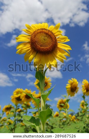 Big sunflower in the garden and blue sky, Thailand
