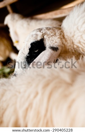 Brown and white sheep lying on the ground in farm