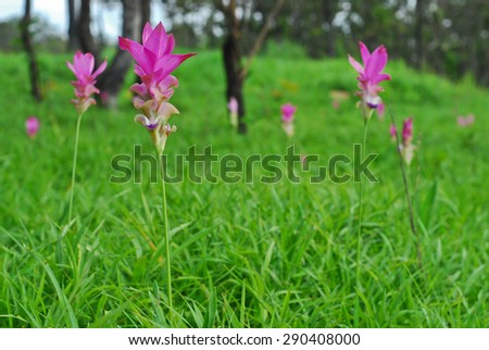 Beautiful wild siam tulips blooming in the jungle at Chaiyaphum province, Thailand.