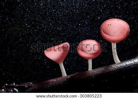 beautiful pink champagne mushroom  Lined on timber