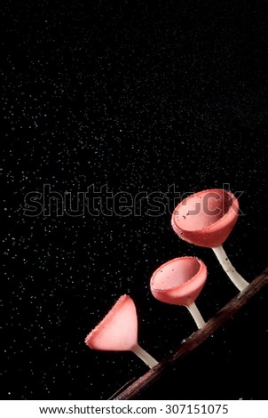Rain beautiful pink champagne mushroom lined on timber