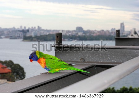 rainbow lorikeet wildbird