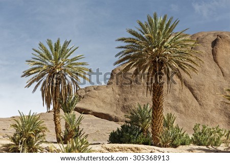 After passing through the Atlas mountains Palm trees,small creek surrounded with rock hills welcomes people in Fint Oasis near Ouarzazate town located very near the sahara desert in Morocco