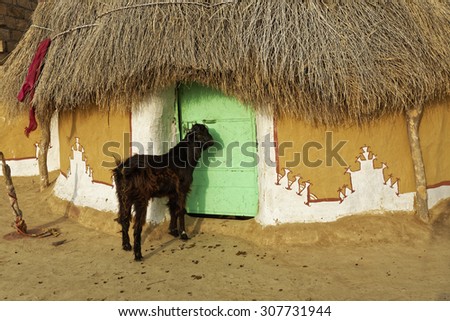 Goat in a tribal village in Jaisalmer ,India