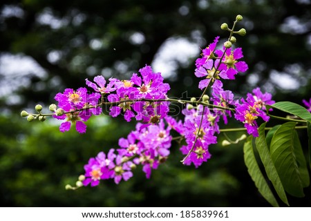 Purple flowers in natural beauty
