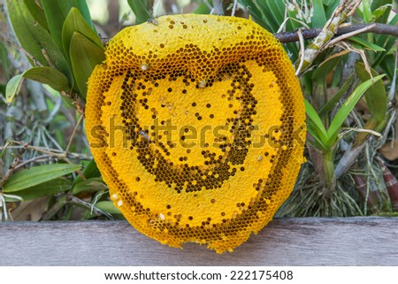 Honeycomb Heart