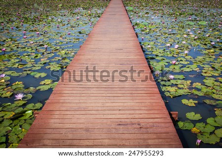 Wood bridge in a lotus pond