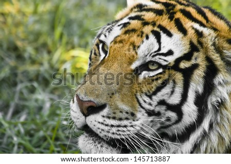 Close-up of a tiger face