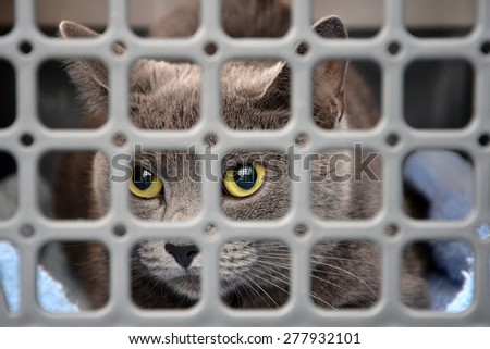 Sad cat looking up through the bars of his cage