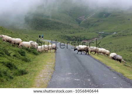 Santiago de Compostela, sheep of Pirene. Stok fotoğraf © 