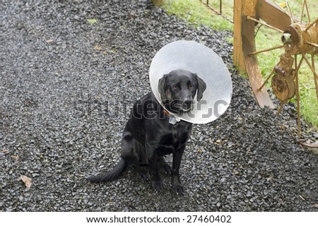 A door Labrador dog with a cone around his neck. Shaved fur on his right cheek with an injury.
