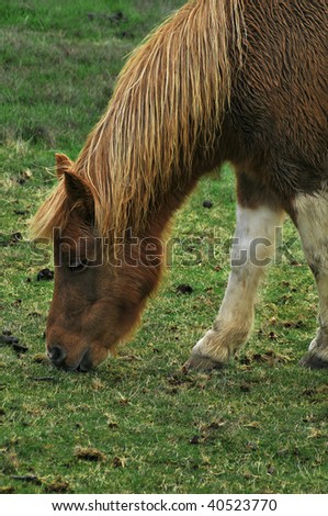 pretty Horse pony eating grass in barn yard.