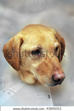 Close up of a yellow lab\'s head with a cone to protect his injury