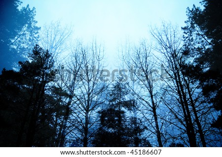 Dark moody forest with black trees reaching up towards the sky.