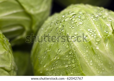 A wet head of lettuce in the supermarket