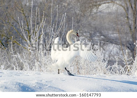 Swan dance winter