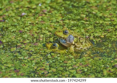 Two frogs mating on a pond