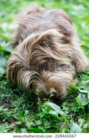 Funny curly brown dog on the grass chewing bone