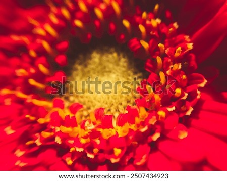 Similar – Image, Stock Photo Close-up of a bouquet of tulips in a cloth bag on the shoulder of a girl. Gift for Women’s Day, Valentine’s Day, Mother’s Day