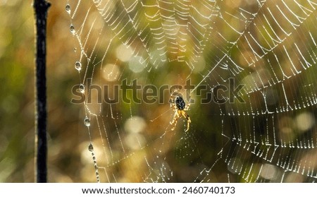 Similar – Image, Stock Photo Spider web in forest on overcast day