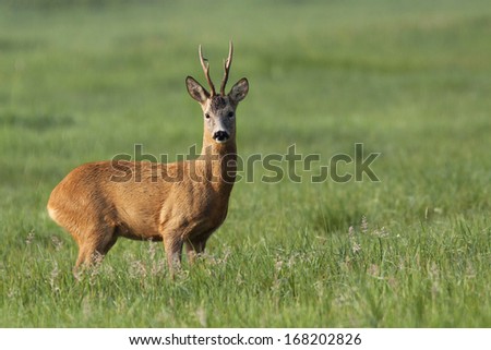 The buck deer in the wild, in the clearing.