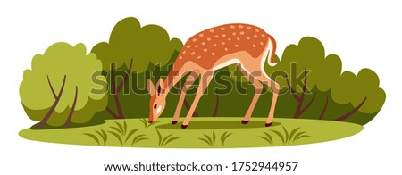 young sika deer grazes in a forest glade eating grass
