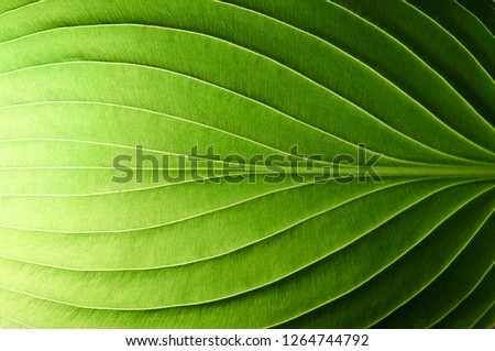 Similar – Image, Stock Photo Bright green leaf texture.