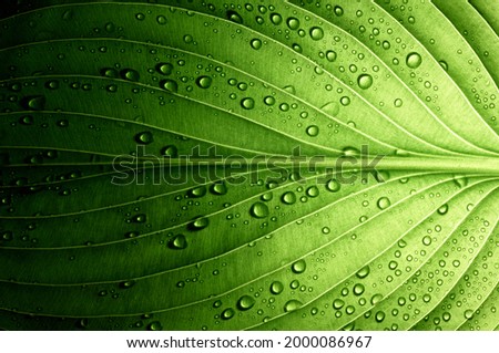 Similar – Image, Stock Photo Structure of a leaf 2