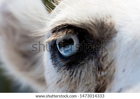 Shutterstock Puzzlepix