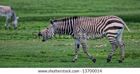 Zebra in a man made safari in the United States