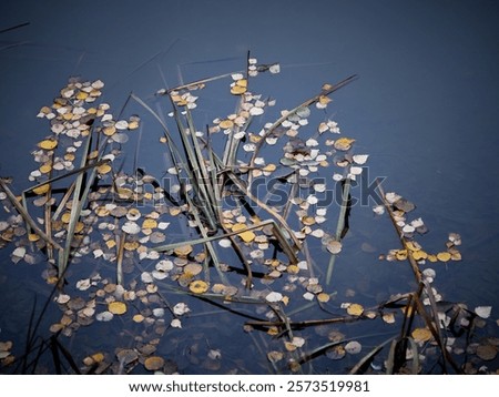 Similar – Image, Stock Photo Fallen leaves floating on water