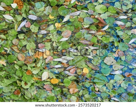 Similar – Image, Stock Photo Fallen leaves floating on water