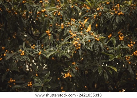 Similar – Image, Stock Photo Loquat tree with ripe fruits against blue sky