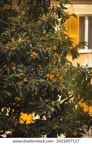 Similar – Image, Stock Photo Loquat tree with ripe fruits against blue sky