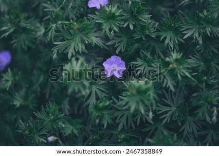 Similar – Image, Stock Photo purple liverwort on the forest floor from the bird’s eye view