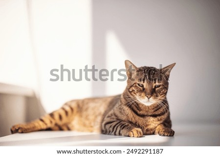 Similar – Image, Stock Photo Cat lies in the arms of a woman in the home office