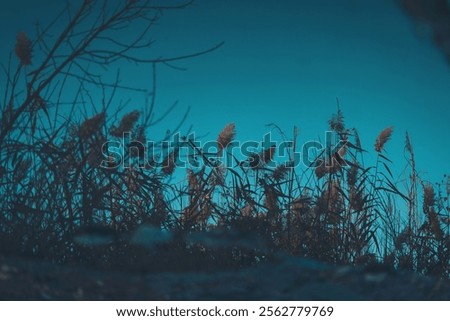 Similar – Image, Stock Photo reed Water Reflection