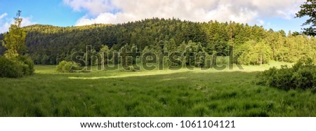 Similar – Image, Stock Photo Forest, fir forest, beech forest