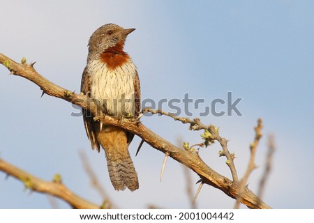 Similar – Foto Bild Rotkehlchen Portrait