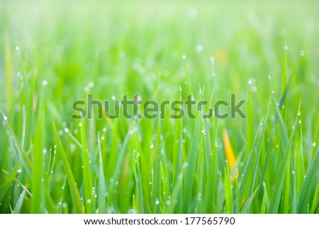 Grass with drops of morning dew
