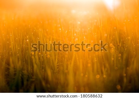 Grass blades with drops of dew on the sunrise in the morning mis
