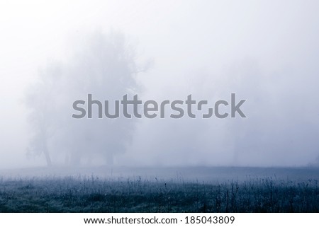 Summer forest in the morning mist